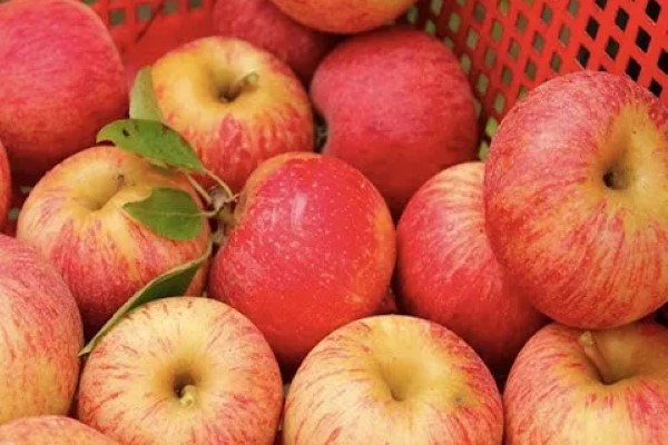 تصویر 3 از خرید و قیمت سیب دو رنگ تابستانه + فروش صادراتی